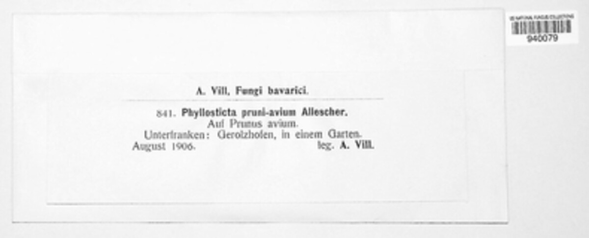 Phyllosticta pruni-avium image